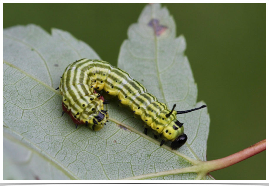 Dryocampa rubicunda
Rosy Maple Moth (Green-striped Mapleworm)
Jefferson County, Alabama